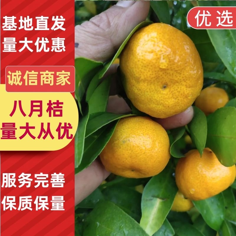 哈喽，大家好，我是阿利，八月桔200万斤可以开始预订了