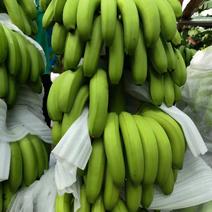 【甄选】香蕉产地大量上品质口感好，可视频欢迎