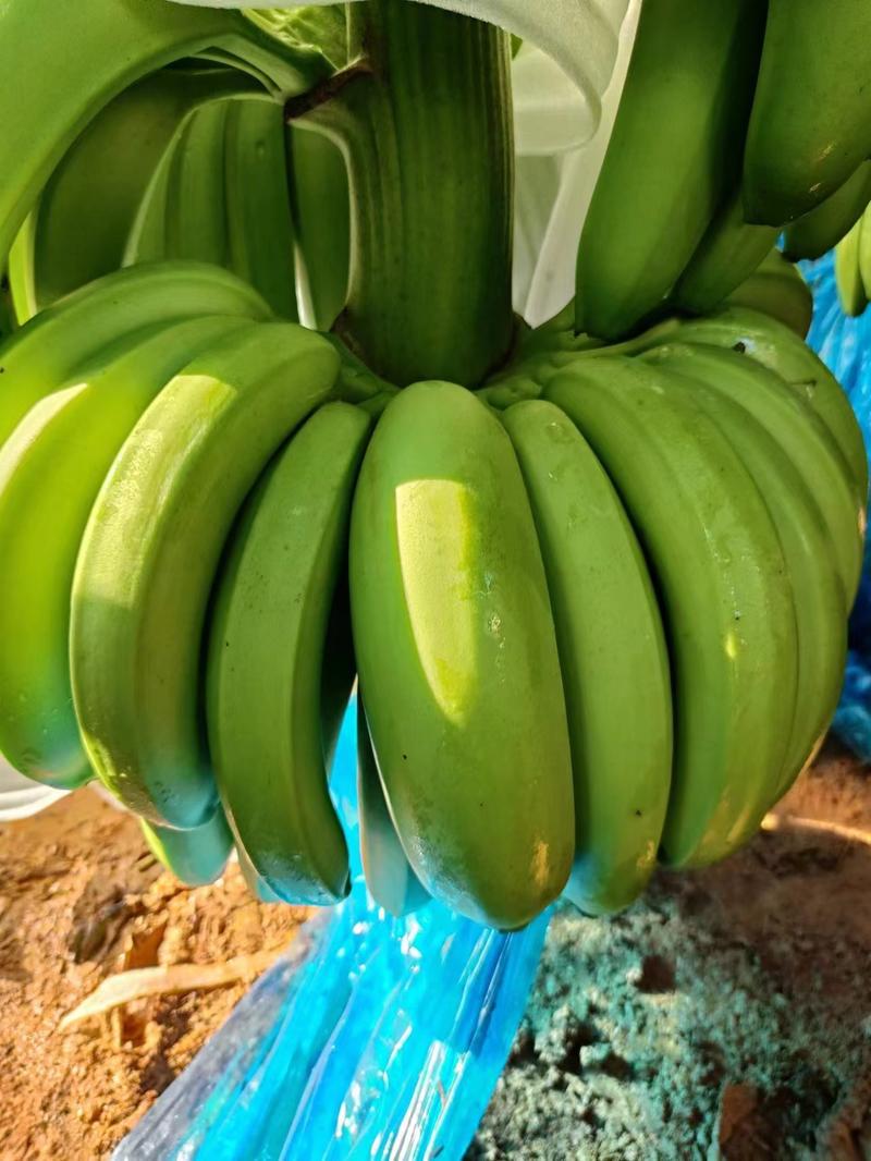 【甄选】香蕉产地大量上品质口感好，可视频看货欢迎