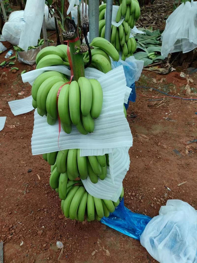 【甄选】香蕉产地大量上品质口感好，可视频看货欢迎