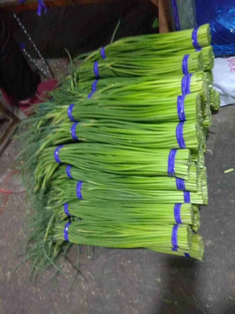 蒜苔全国发货，保质保量，产地直发价格便宜