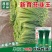 富生新育苔韭王种子，韭苔种子，叶苔兼用，早发，抗寒，抗病