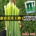 富生新育苔韭王种子，韭苔种子，叶苔兼用，早发，抗寒，抗病