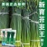 富生新育苔韭王种子，韭苔种子，叶苔兼用，早发，抗寒，抗病
