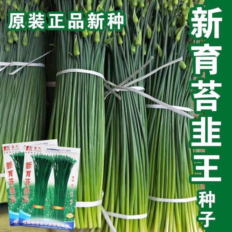 富生新育苔韭王种子，韭苔种子，叶苔兼用，早发，抗寒，抗病