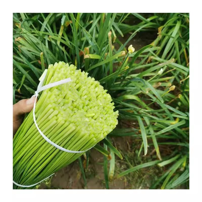 富生新育苔韭王种子，韭苔种子，叶苔兼用，早发，抗寒，抗病