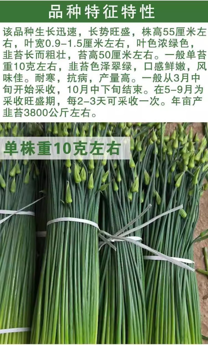 富生新育苔韭王种子，韭苔种子，叶苔兼用，早发，抗寒，抗病