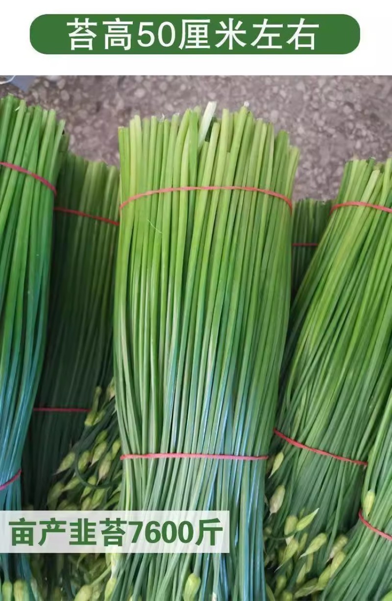 富生新育苔韭王种子，韭苔种子，叶苔兼用，早发，抗寒，抗病