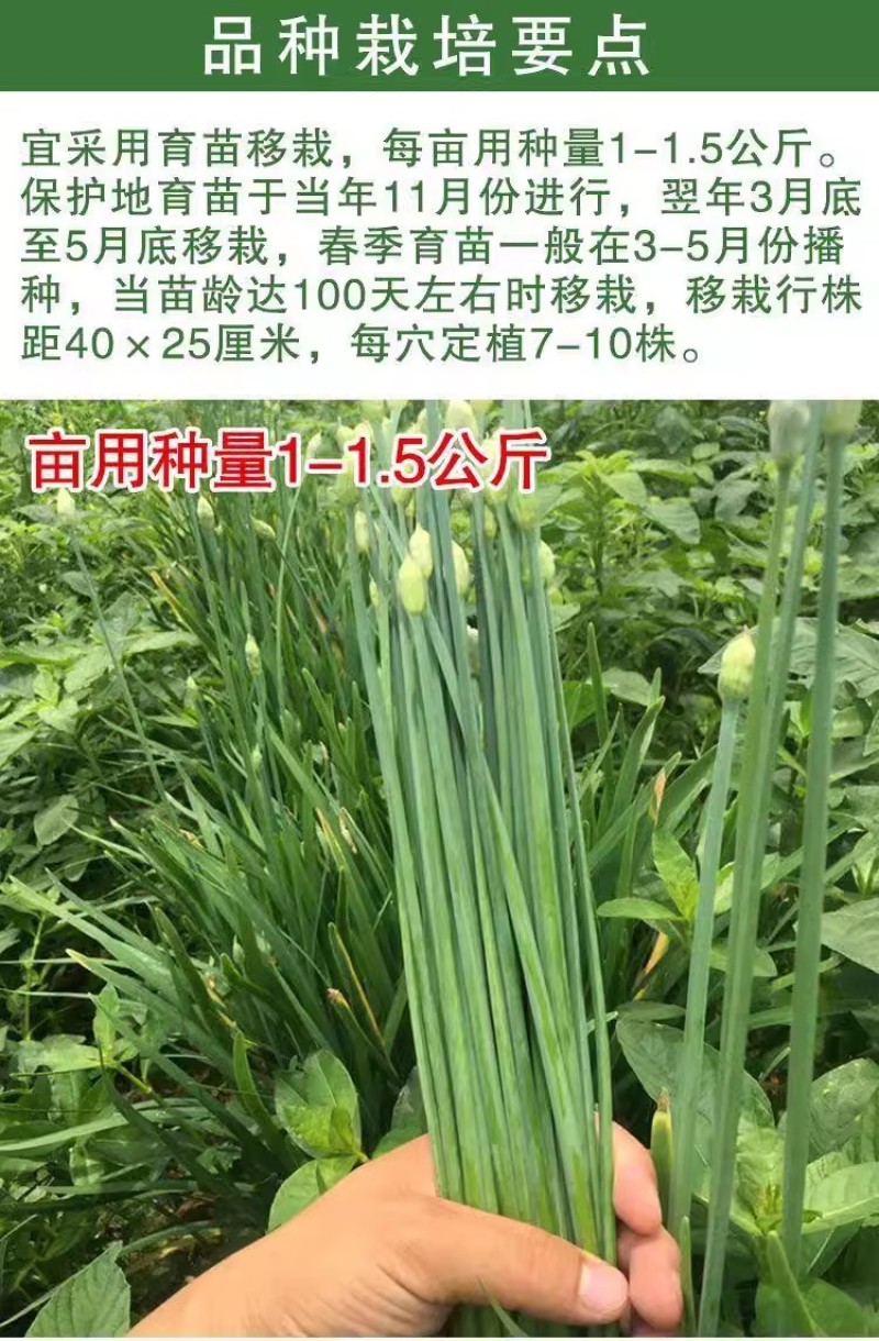 富生新育苔韭王种子，韭苔种子，叶苔兼用，早发，抗寒，抗病