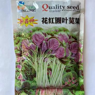 红苋菜种子花红圆叶白青苋菜耐热耐寒耐抽苔蔬菜高产品质好