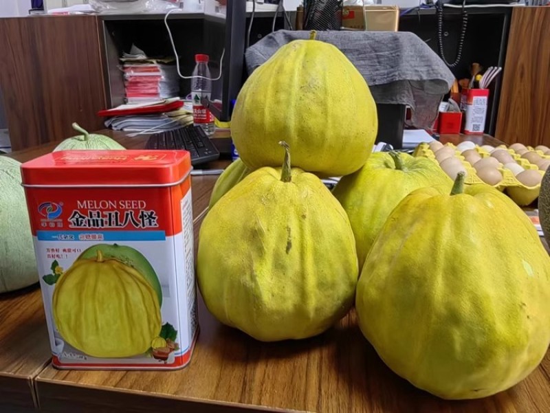 金品丑八怪甜瓜种子，八方瓜种子，黄皮甜瓜，爽甜可口含糖高
