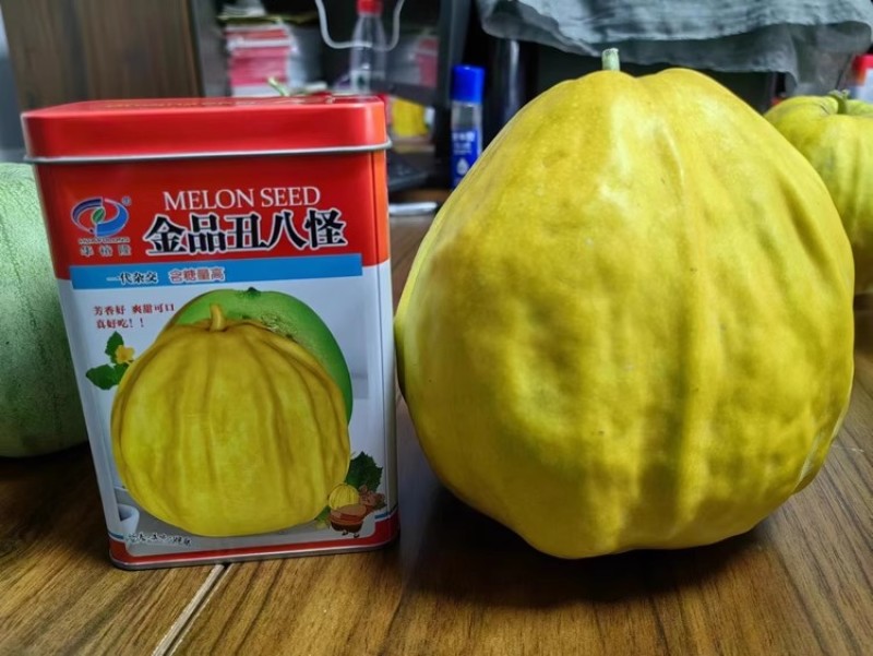 金品丑八怪甜瓜种子，八方瓜种子，黄皮甜瓜，爽甜可口含糖高