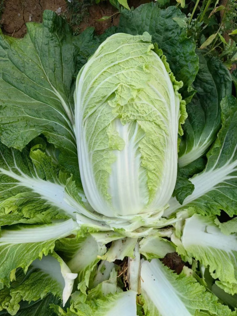 严选好货！北京三号白菜产地直供货发全国保证质量