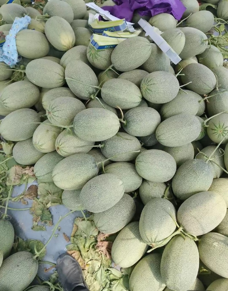 哈密瓜海南西州蜜瓜糖度高，规格齐全货源充足产地