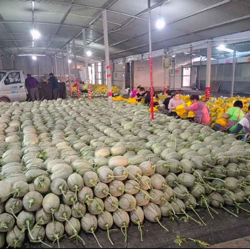 哈密瓜晓蜜25号哈密瓜整箱脆甜新鲜水果发货全国