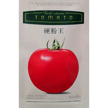 硬粉番茄种子，大果番茄，综合抗病性强，不早衰，坐果强
