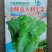 意大利耐抽苔生菜种子，半结球生菜种子，大田基地用生菜品种