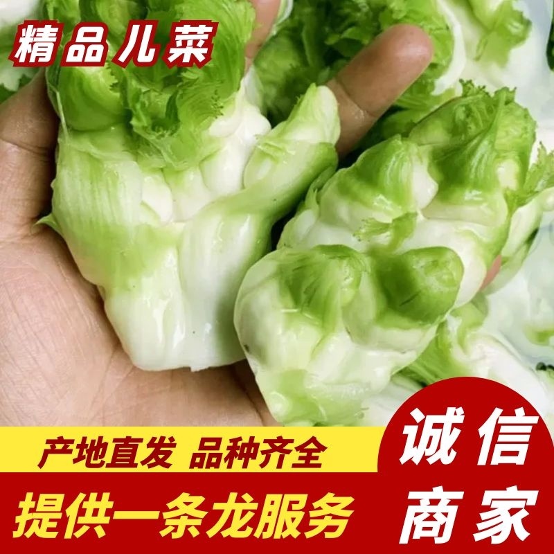 精品儿菜大量上市产地直发质量保障对接电商超市等
