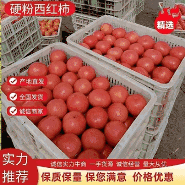 西红柿货量大，质量好可视频看货一手货源质优价廉