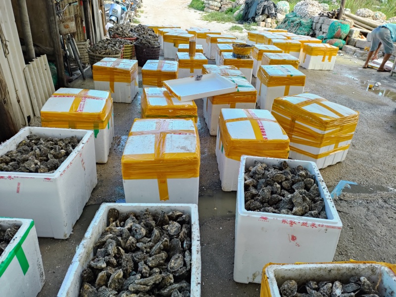 福建生蚝，产地直发，半壳、全壳均有全国可发货、量大有优惠