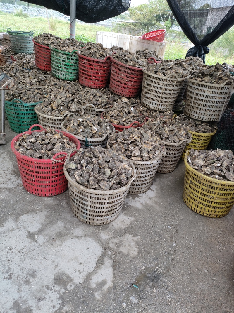 福建生蚝，产地直发，半壳、全壳均有全国可发货、量大有优惠