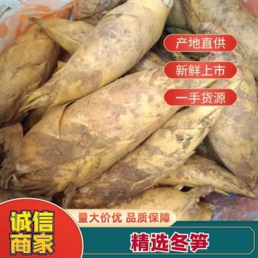 精选冬笋大量现货产地直发保质保量供应全国市场批发商