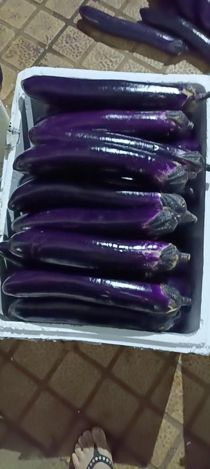 广东紫色长茄质量优先产地直发可视频看货欢迎咨询