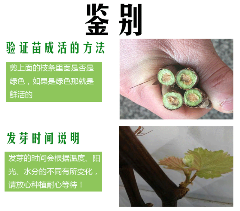 嫁接巨峰葡萄苗巨峰葡萄树苗保证品种纯正