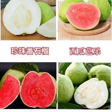 广西容县西瓜红芭乐，珍珠白番石榴稼苗基地一手货源质量保证