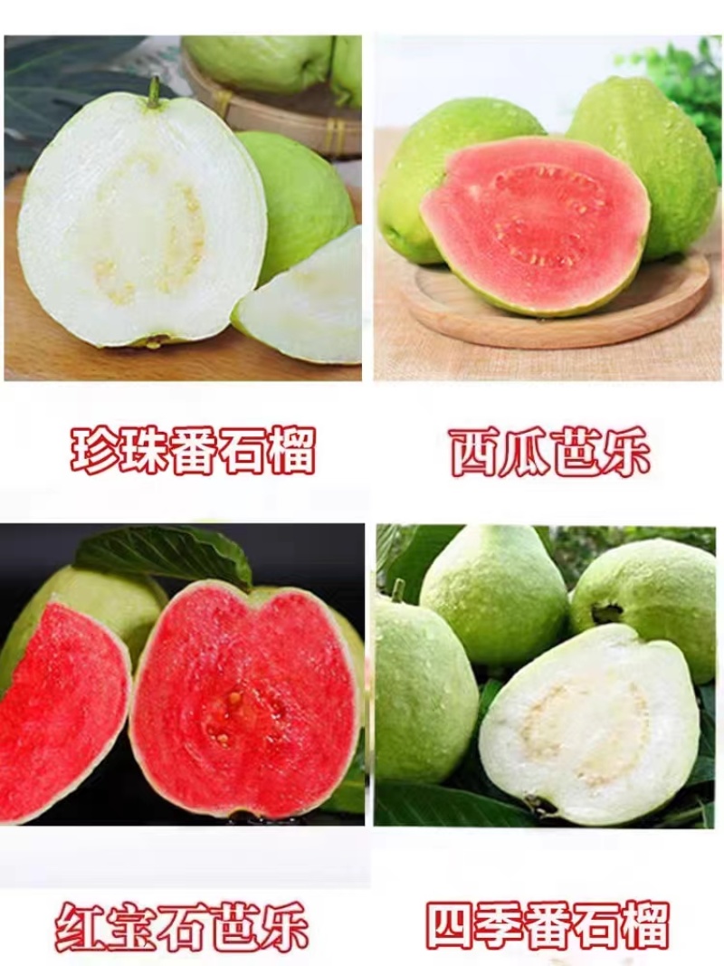 广西容县西瓜红芭乐，珍珠白番石榴稼苗基地一手货源质量保证