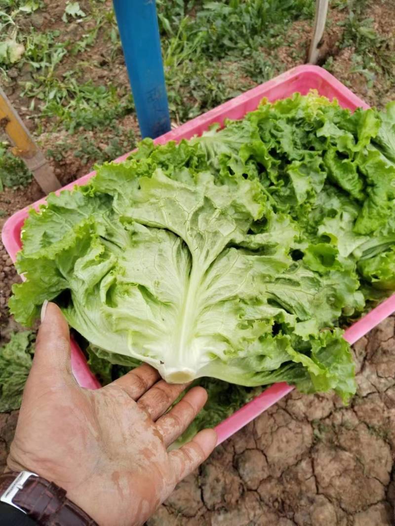 生菜，种植基地发货，量大质优，保质保量欢迎联系，电话议价