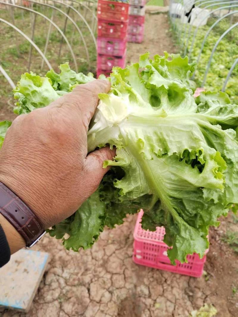 生菜，种植基地发货，量大质优，保质保量欢迎联系，电话议价