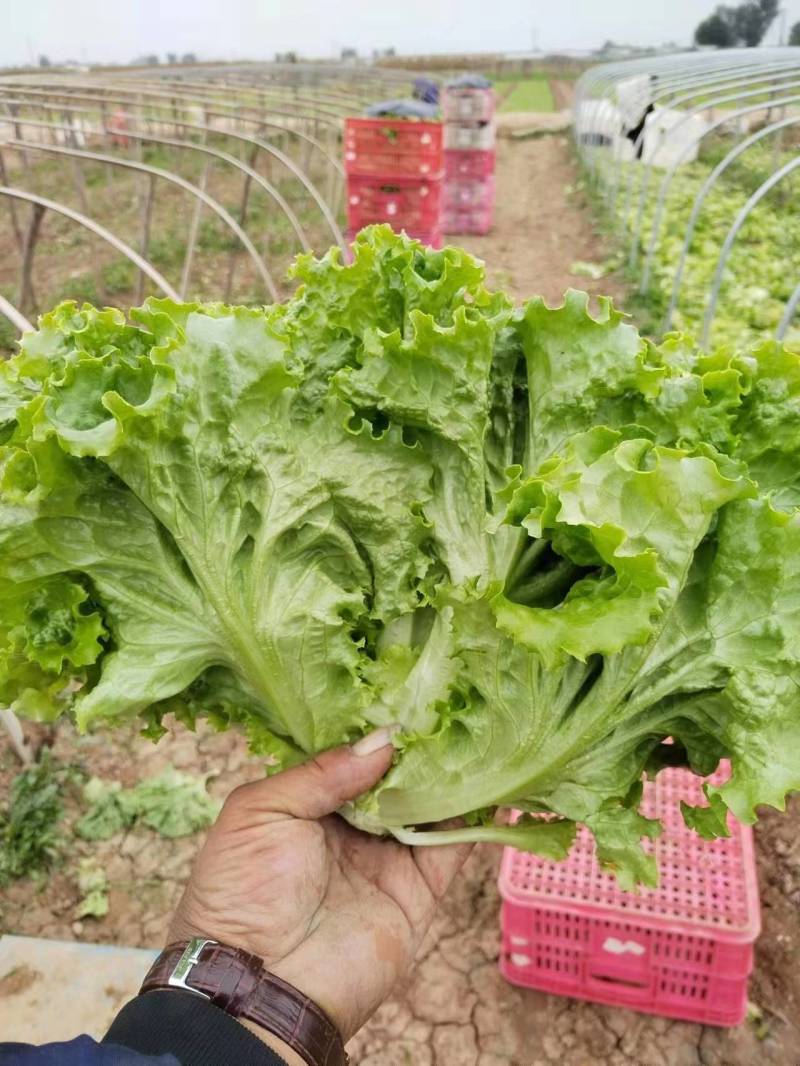 生菜，种植基地发货，量大质优，保质保量欢迎联系，电话议价