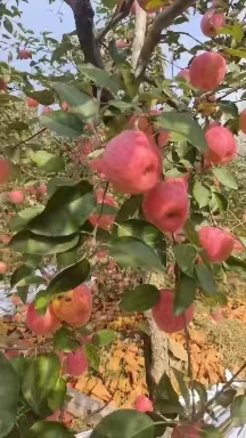 【精品寒富苹果】东北苹果产地直发甜度高水分足可视频看货
