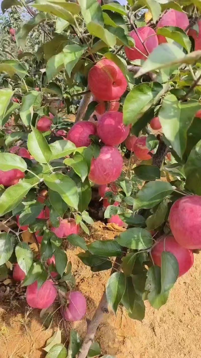 【精品寒富苹果】东北苹果产地直发甜度高水分足可视频看货