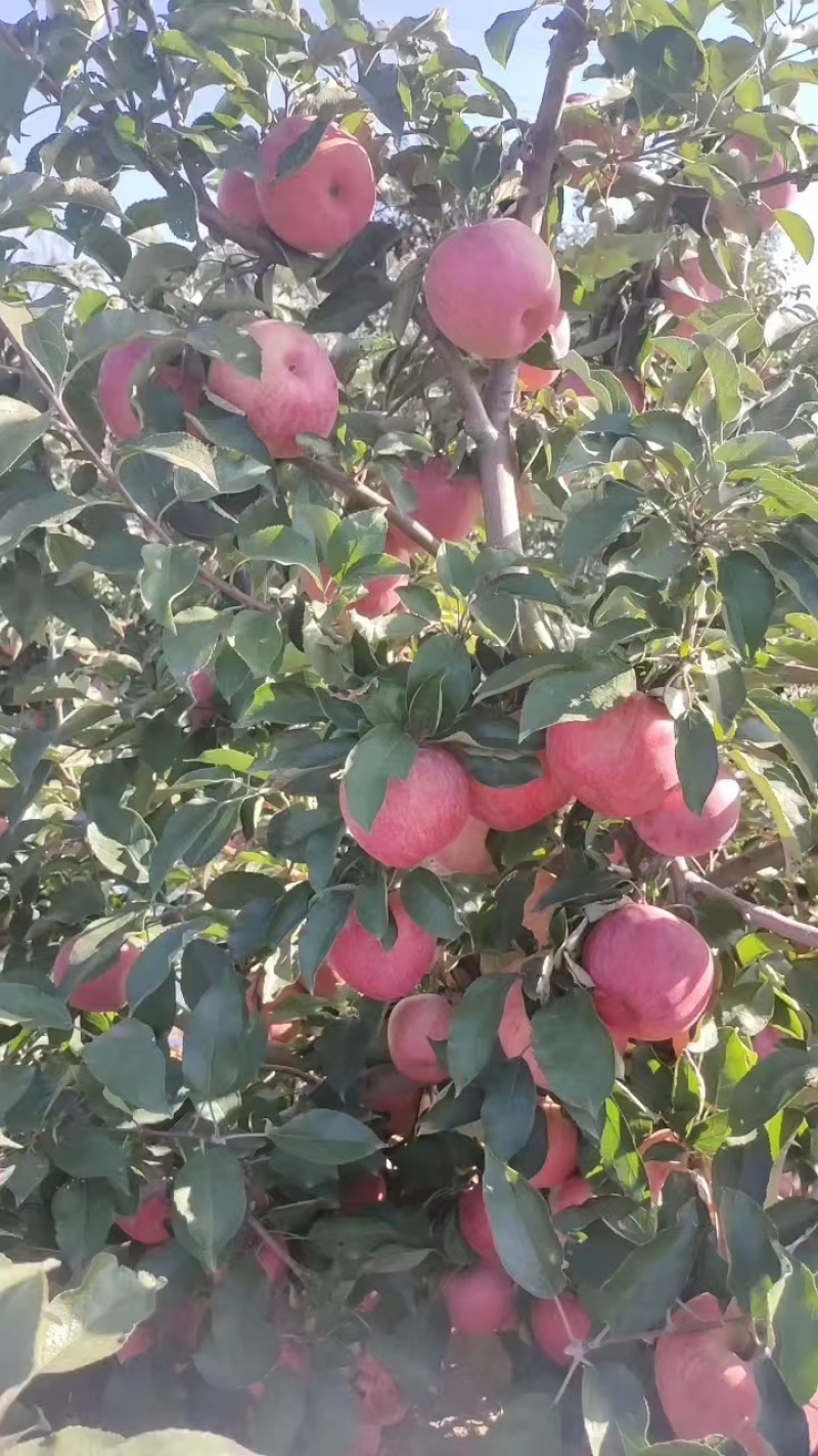 【精品寒富苹果】东北苹果产地直发甜度高水分足可视频看货