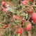 【精品寒富苹果】东北苹果产地直发甜度高水分足可视频看货