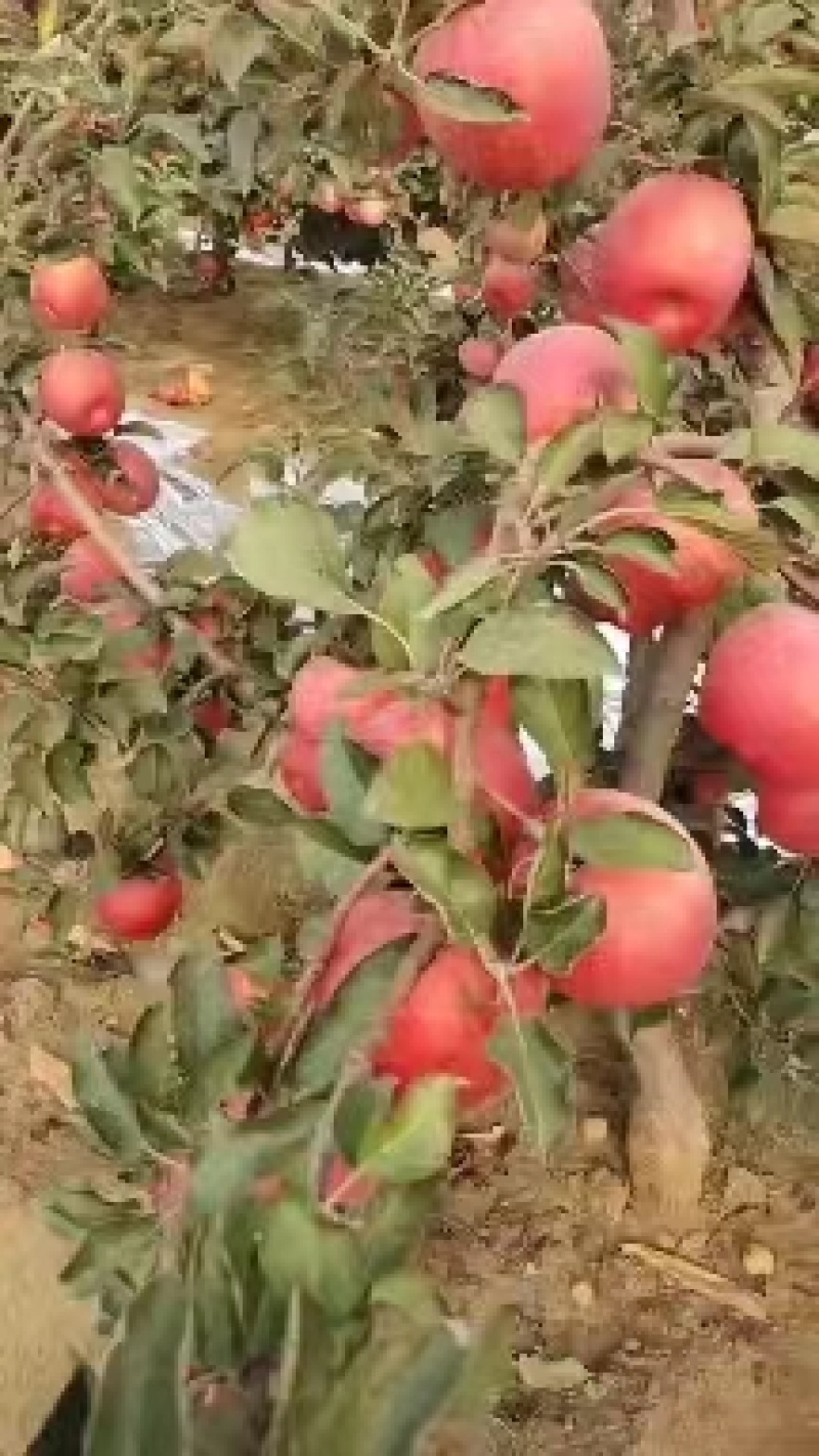 【精品寒富苹果】东北苹果产地直发甜度高水分足可视频看货