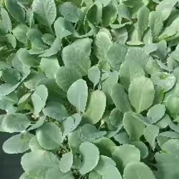 【推荐】80天菜花苗大量出售易成活对接全国基地直发