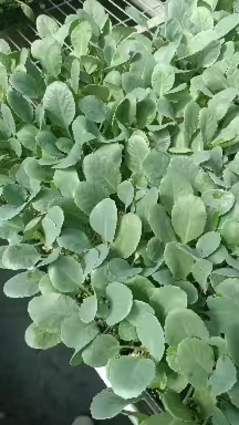 【推荐】80天菜花苗大量出售易成活对接全国基地直发