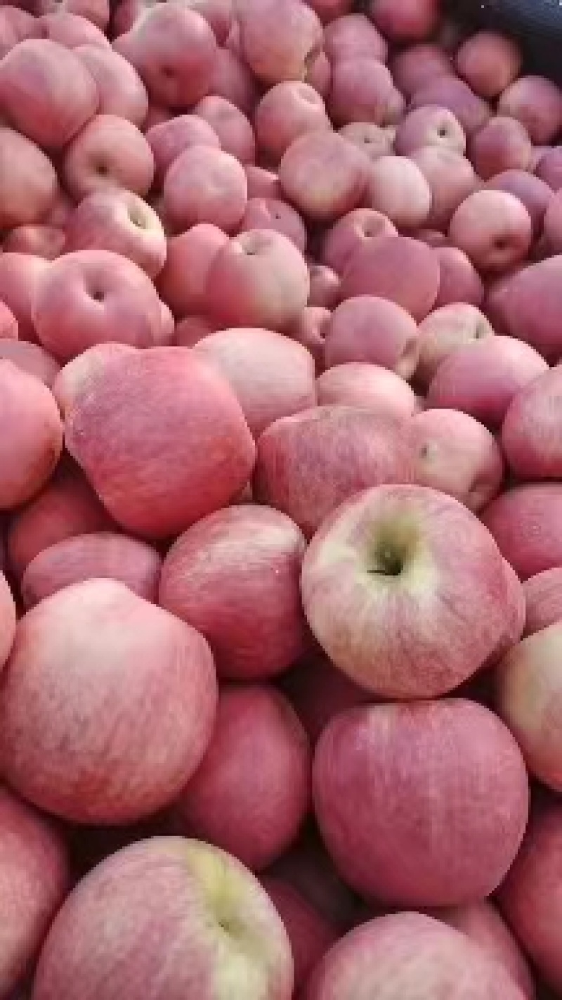 【精品寒富苹果】东北苹果产地直发甜度高水分足可视频看货