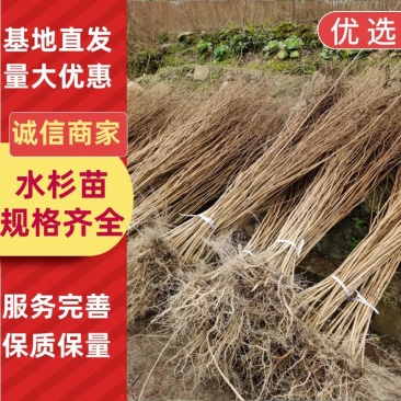 水杉树苗水杉苗木基地，源头产地基地直供技术指导