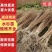 水杉树苗水杉苗木基地，源头产地基地直供技术指导