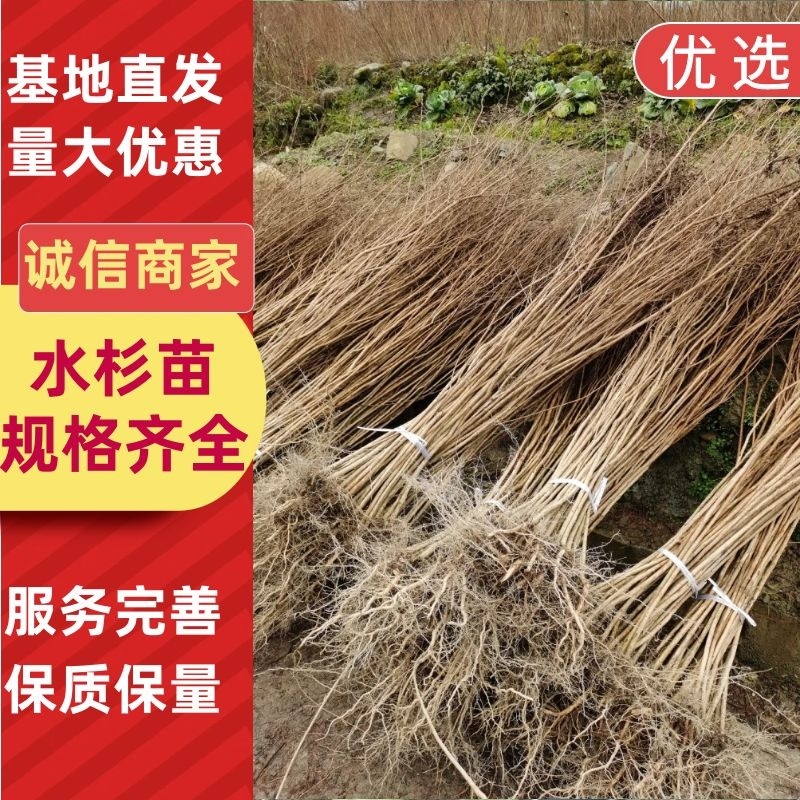 水杉树苗水杉苗木基地，源头产地基地直供技术指导