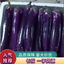 广东紫色长茄质量优先产地直发可视频欢迎咨询