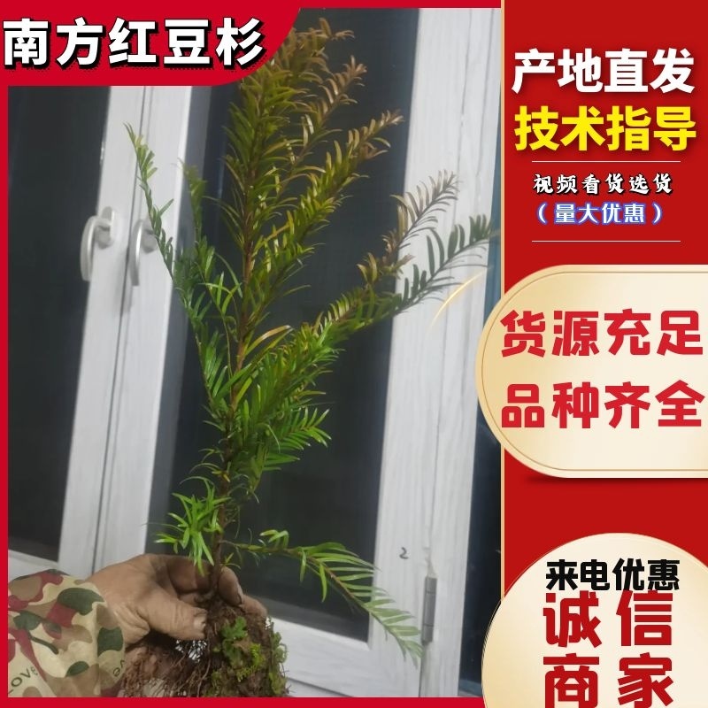 南方红豆杉小苗，30-50公分的数量不多，规格齐全