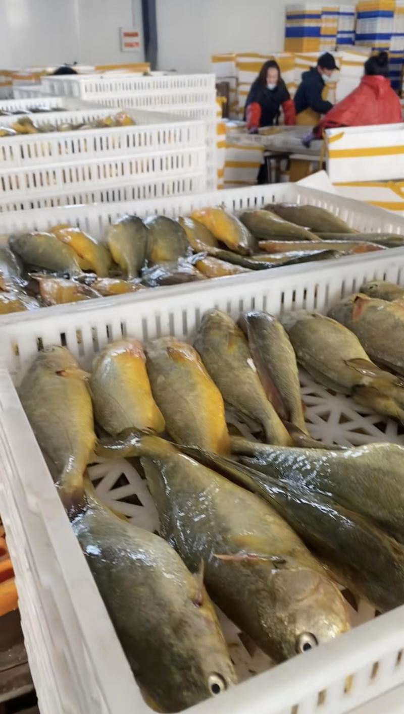 江苏大黄鱼肉质鲜嫩基地直发一手货源量大从优品质保证