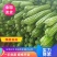 【推荐】广东苦瓜上市产地直发，量大价优欢迎来电