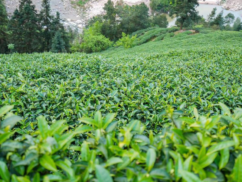 湖南绿茶茶山自然茶香0添加品质保证包邮到家欢迎采购咨询