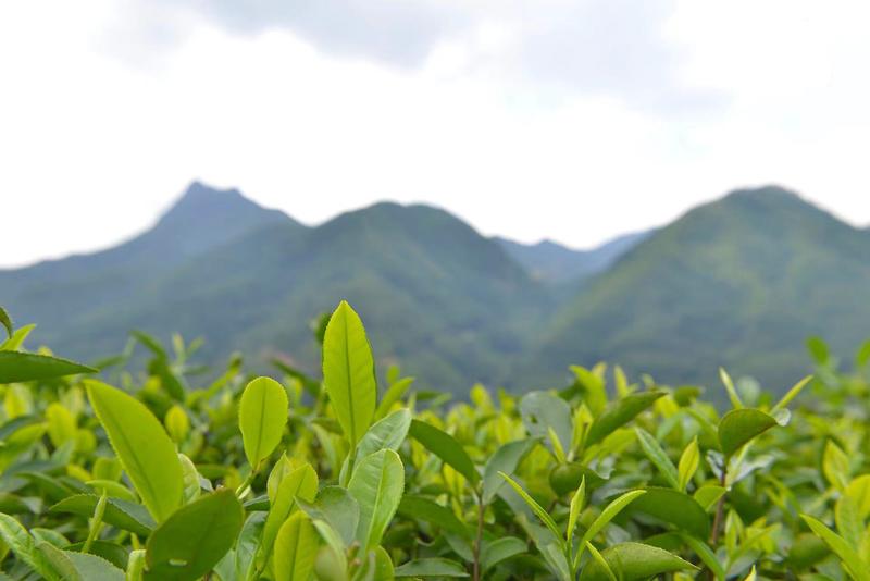 湖南绿茶茶山自然茶香0添加品质保证包邮到家欢迎采购咨询